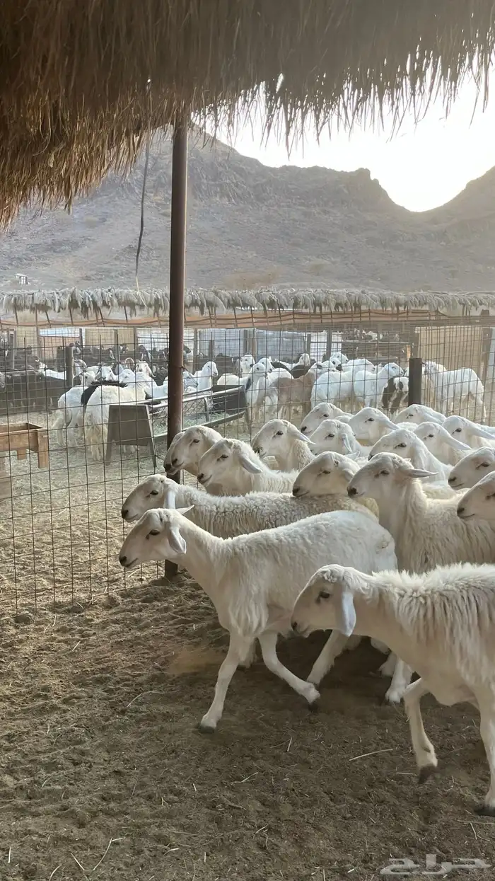 طليان حري ذبائح جادعان 23
