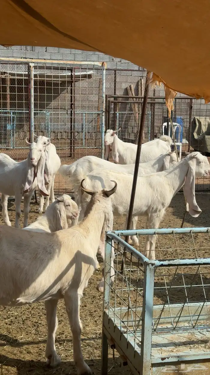 مراح معزا مطورات صنف 11