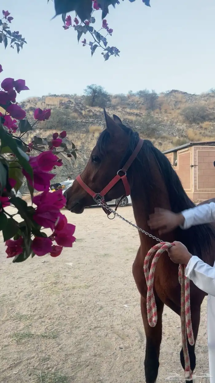 حصان عربي باوراق 0