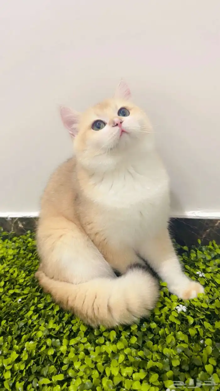 ذكر برتش ny12 مسجل من أب وأم مسجلين 4