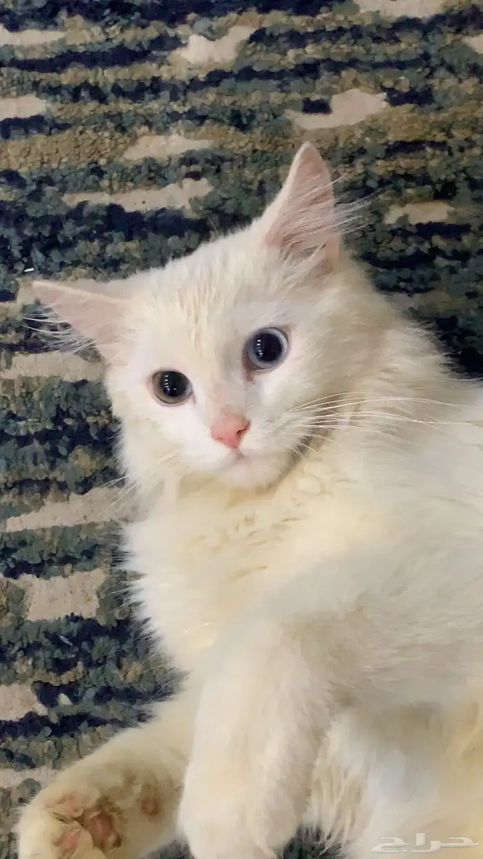 قط مفقود 1