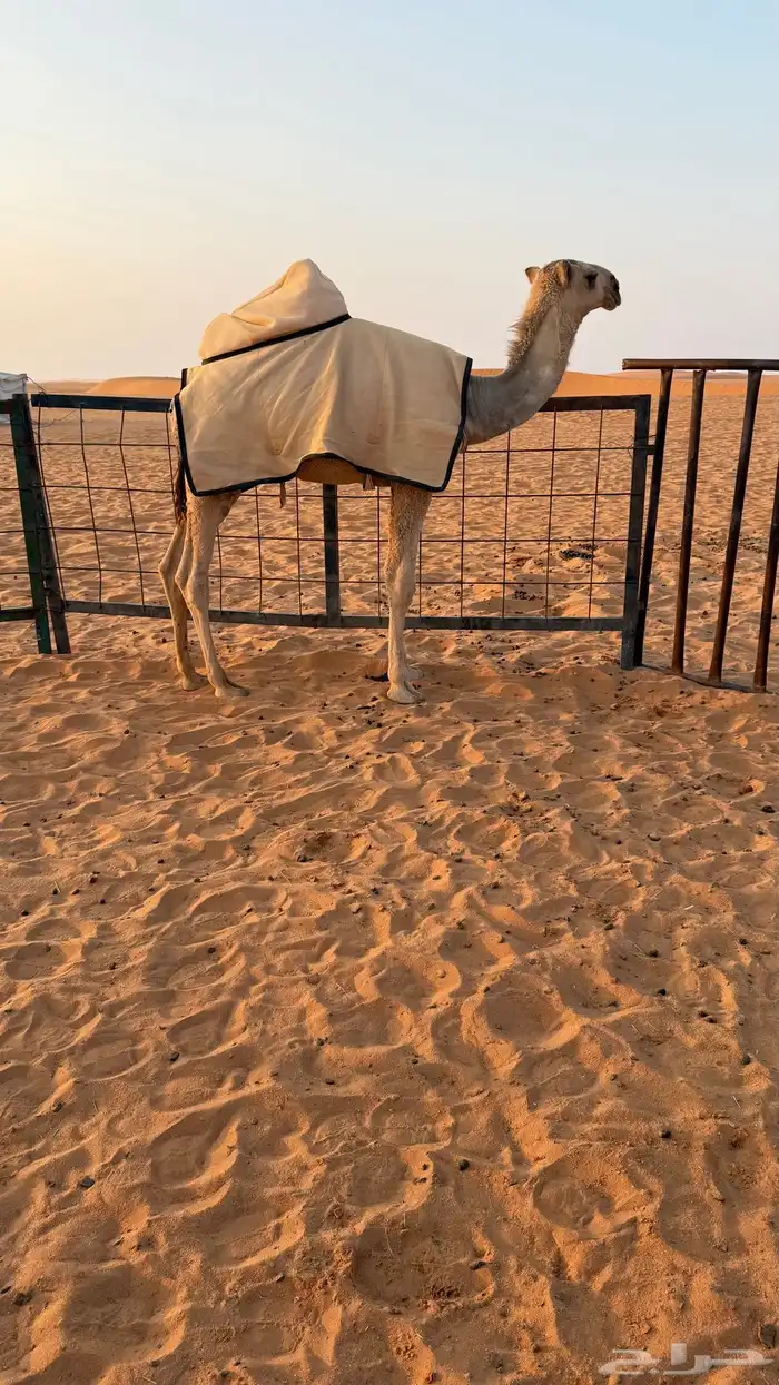 قعود ابوه تمامي 1