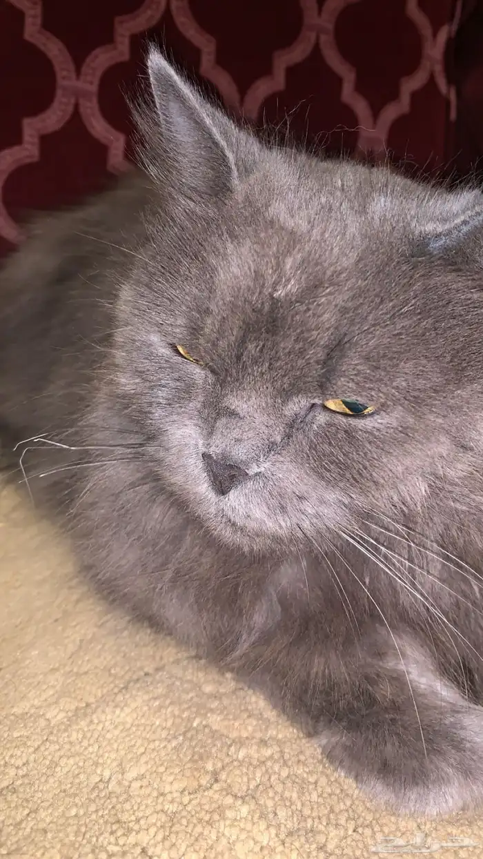 قطوه للبيع أليفه متربيه للتواصل على الرقم 0