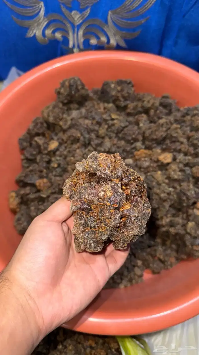 عشبه المره 2