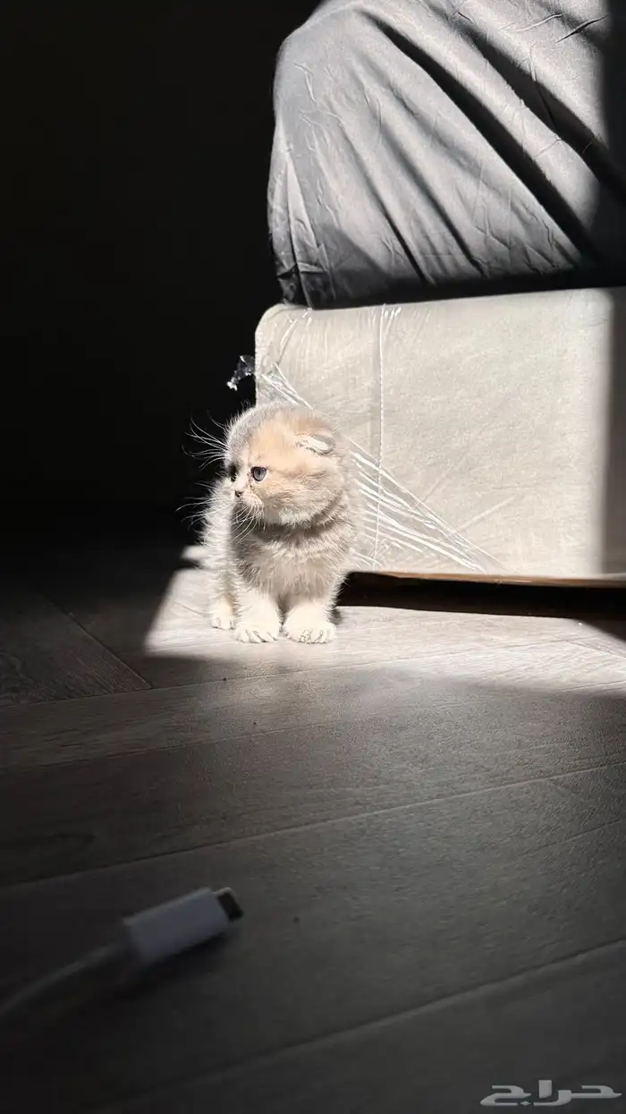 سكوتش فولد في غاية الجمال 3