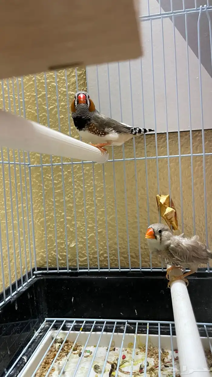 جوز زيبرا تحته بيض 3