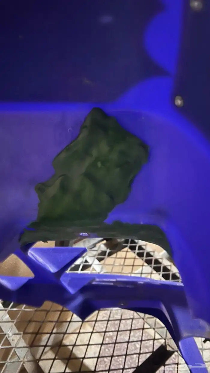 فيابر بانشي 4