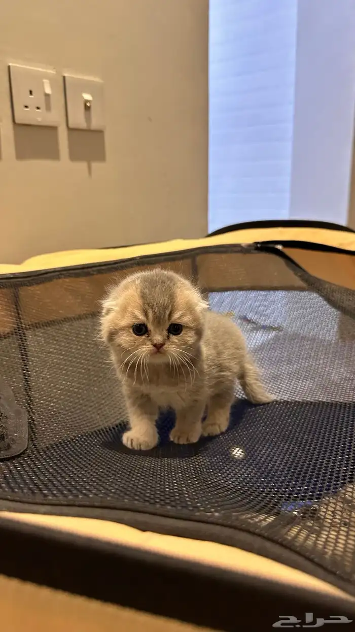 سكوتش فولد (مستوى جدا  قوي  ) 2