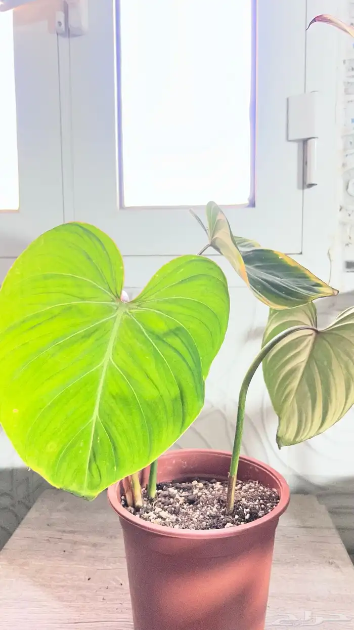 نباتات داخلية للبيع 11