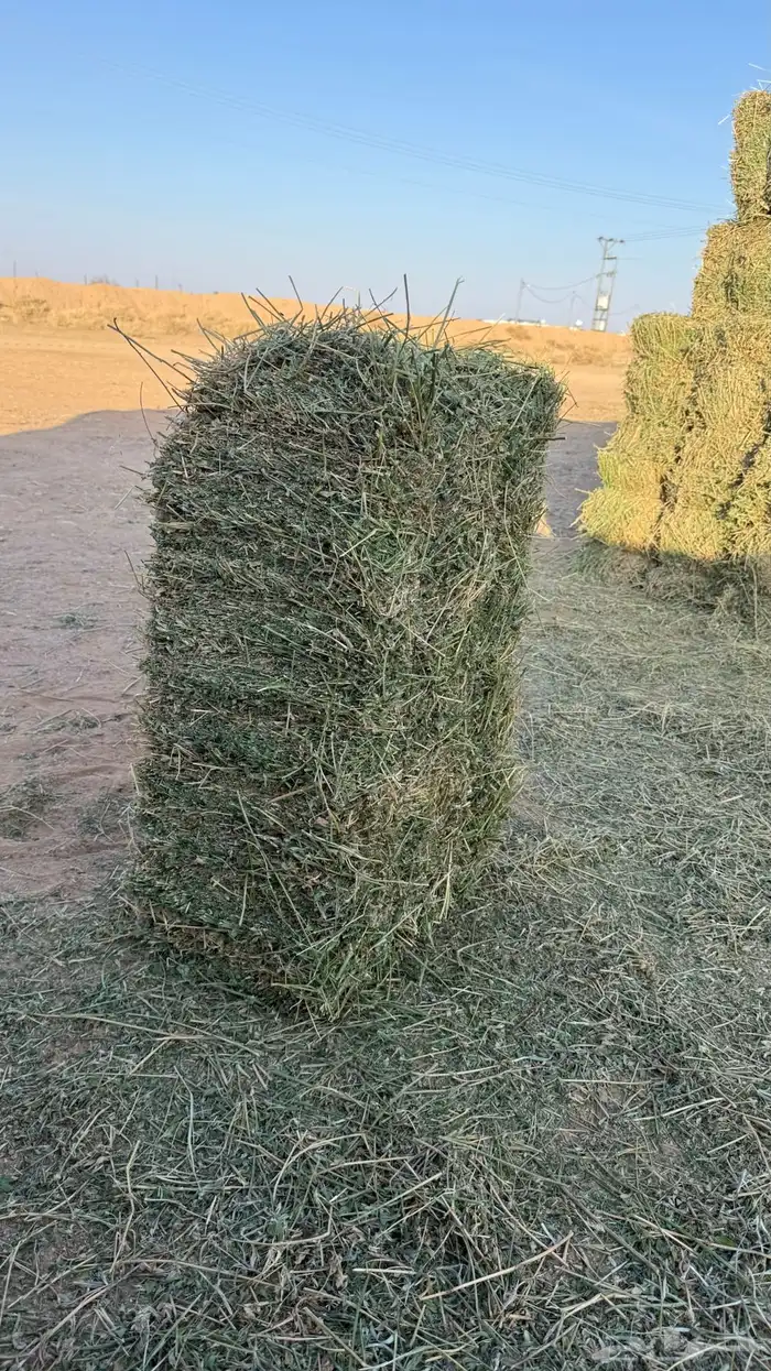 برسيم صافي وطيب العدد 2300 4