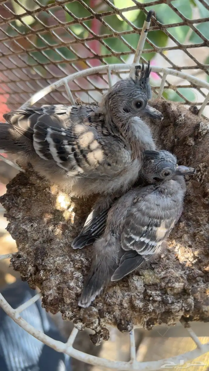 طبه خلخليت 0