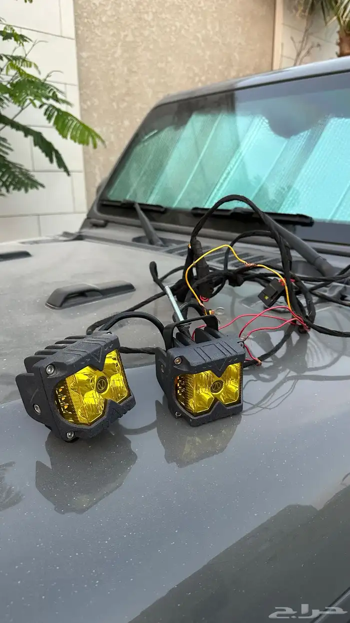 كشاف كبوت برتقالي 0