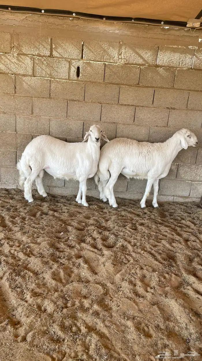 طليان حريات 0