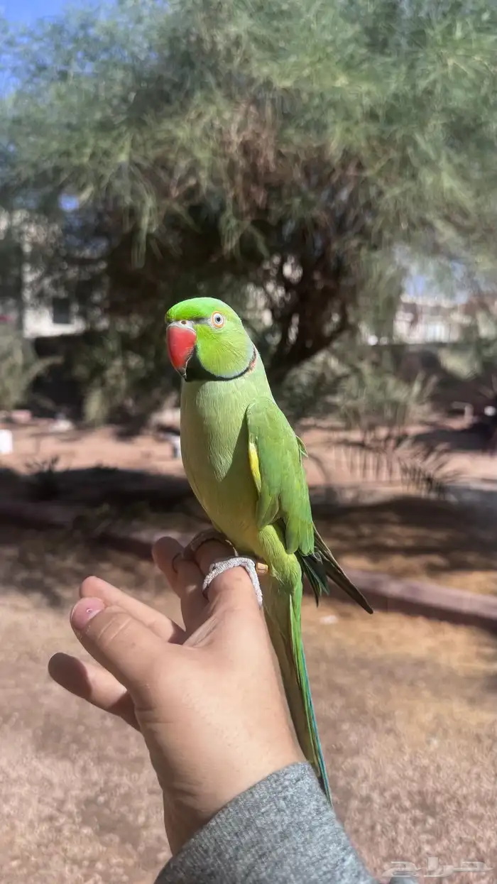 دره ذكر متلكم 0