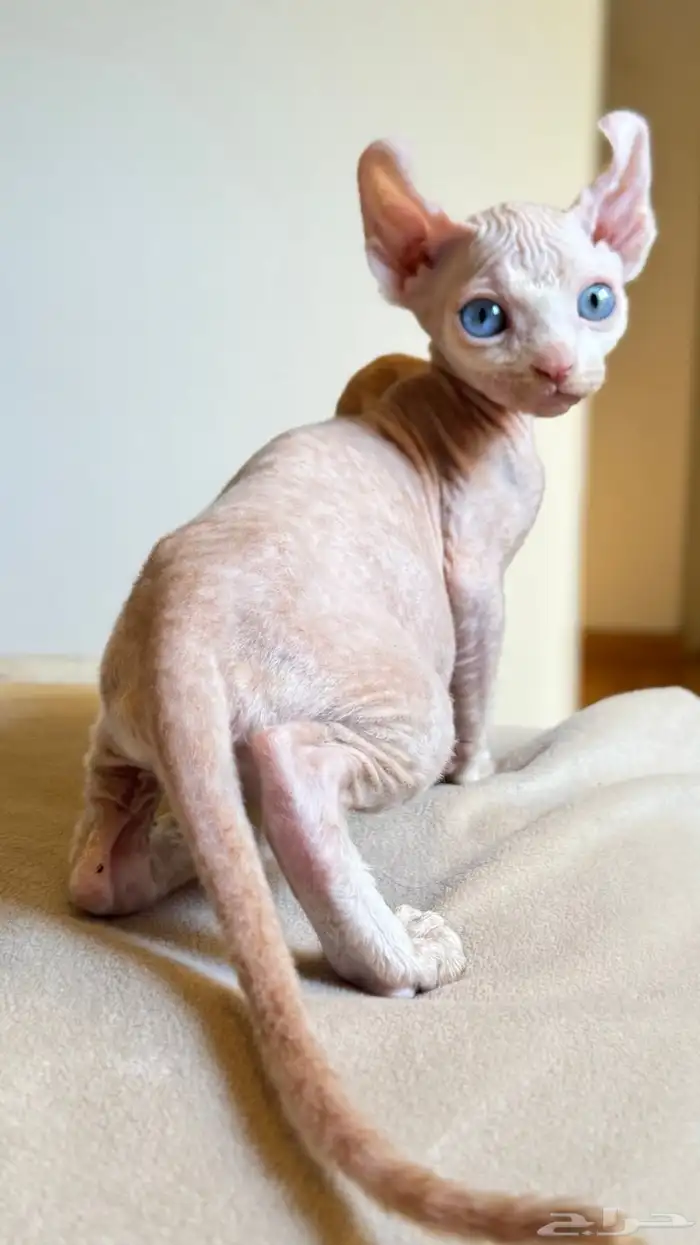 للبيع قطط فرعونيه سفينكس ذكر وأنثى عمر شهرين 2