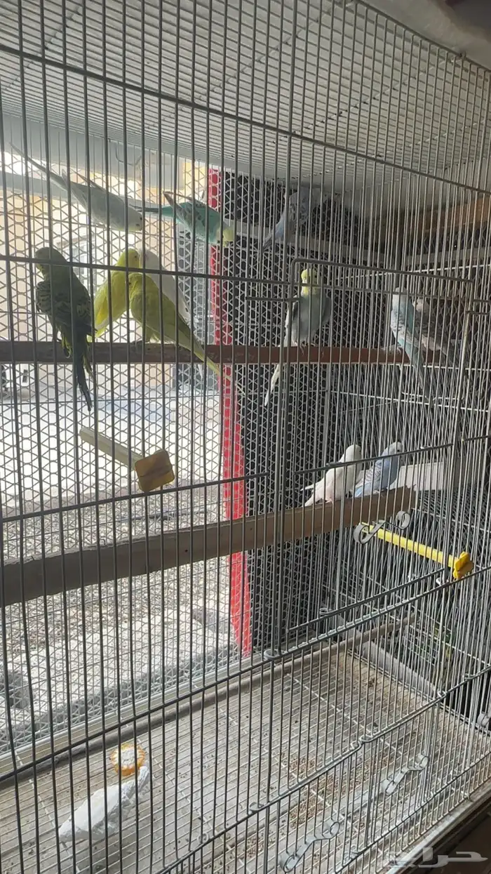 ازواج طيور بادجي للبيع 0