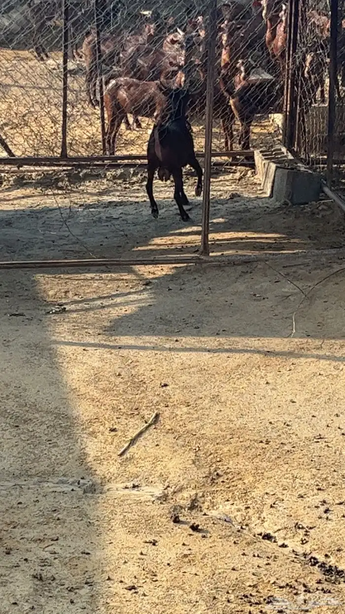 تيس ادهم مخصي فل شحم 5