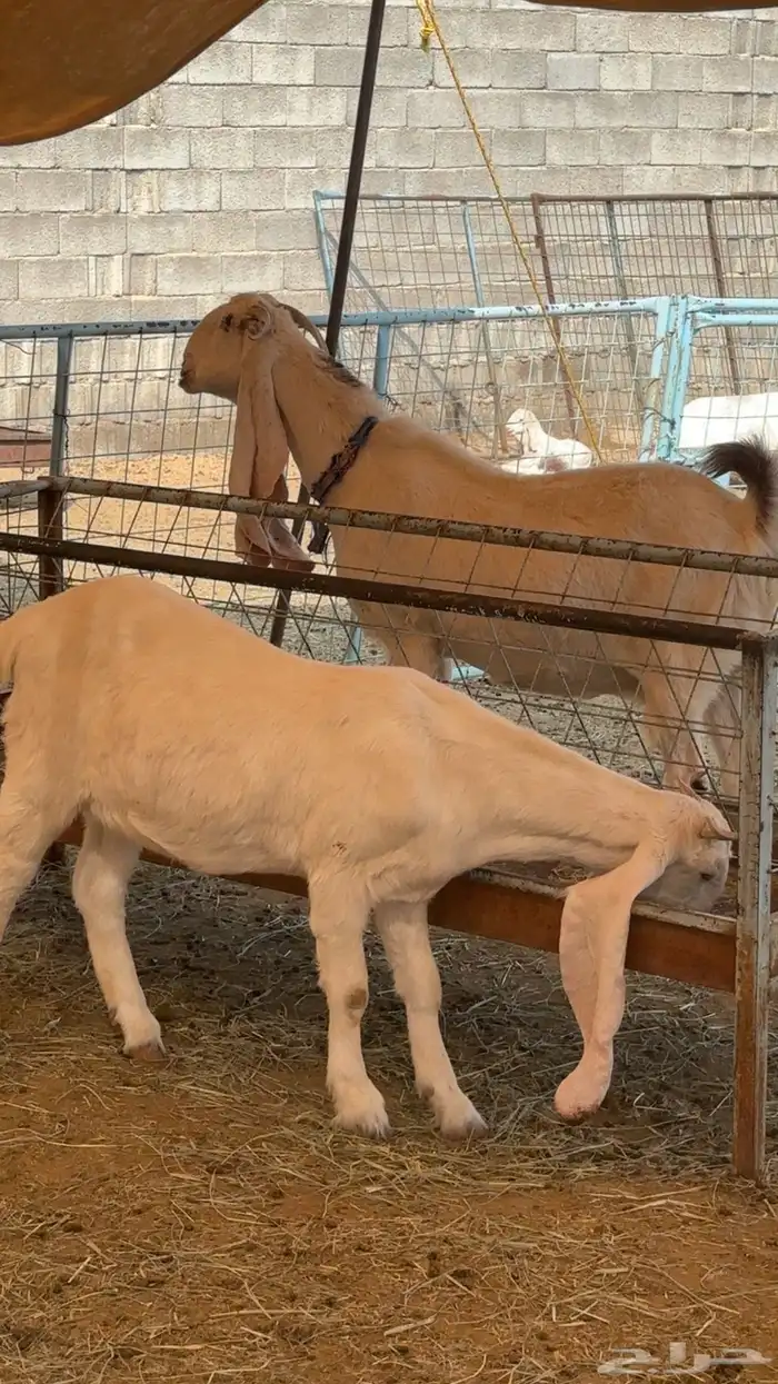 مراح معزا مطورات صنف 10