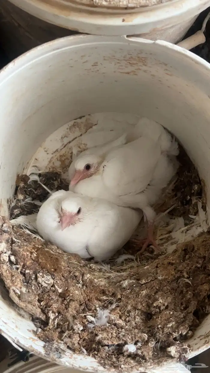 حمام زغاليل فرنسي و سلفر حجم كبير ومهات متوفر 1