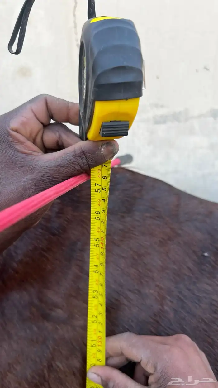 فرس حمراء للبيع 0