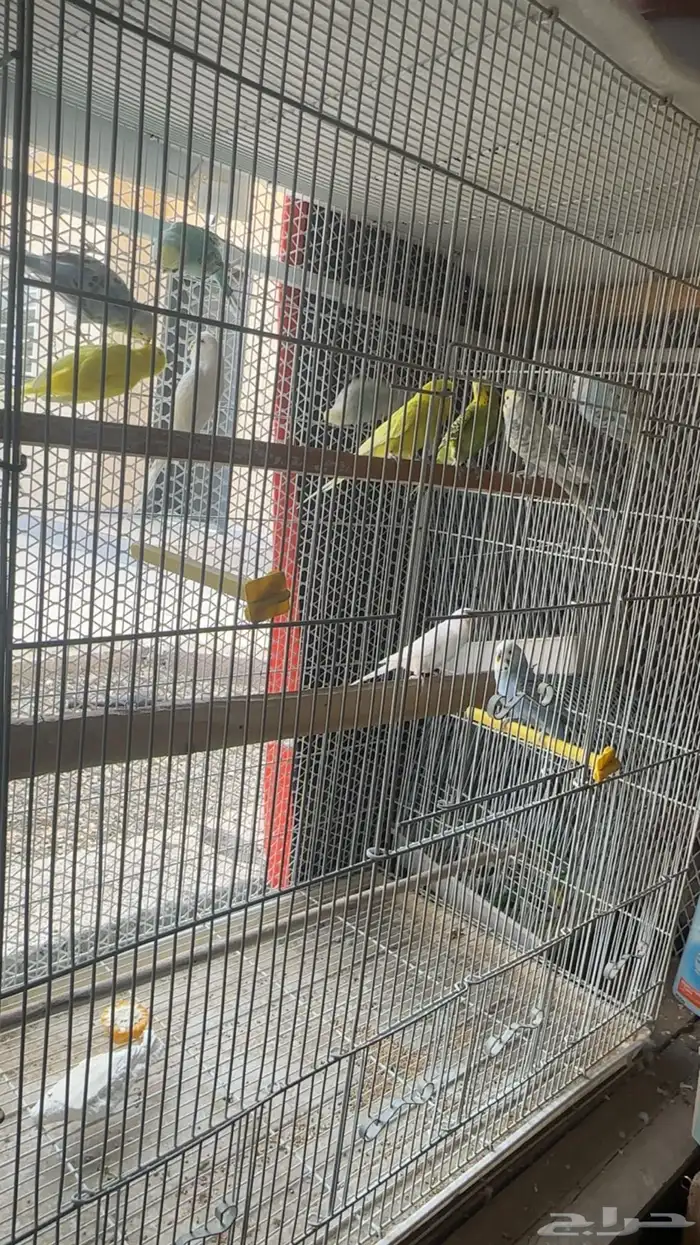 ازواج طيور بادجي للبيع 3