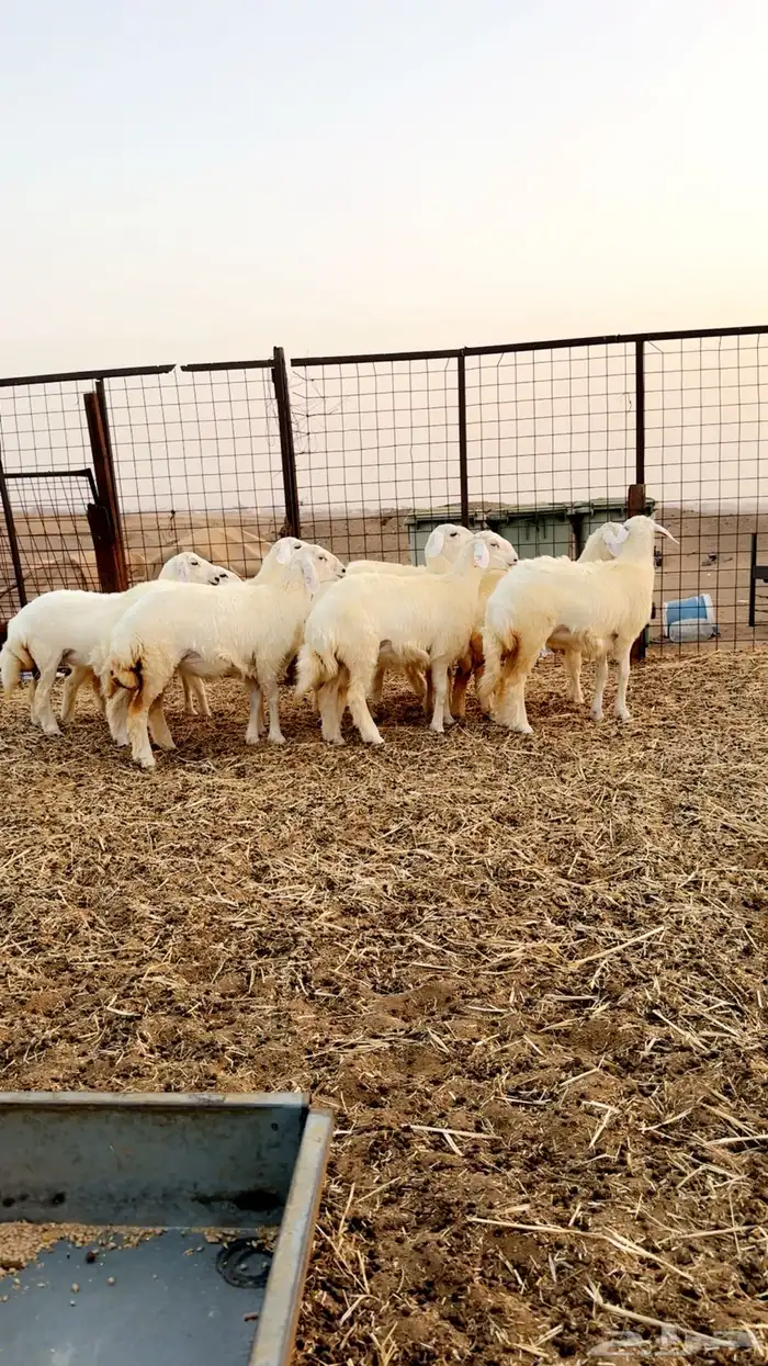 رخال حرية صنف الصنف العرض 2 للاعلان السابق 5