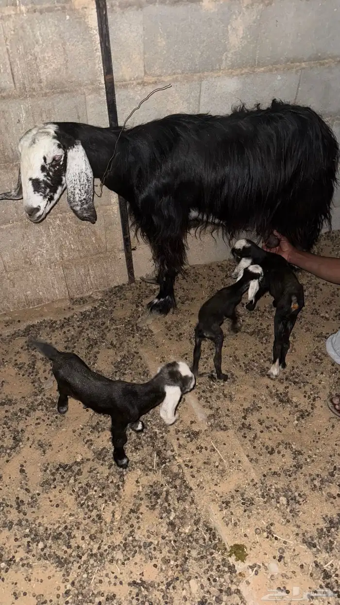 عنز عارضيه والده 3 0