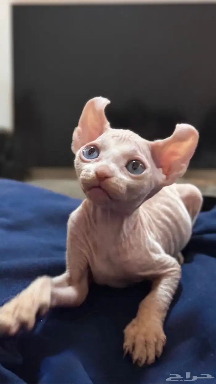 للبيع قطط فرعونيه سفينكس ذكر وأنثى عمر شهرين 3