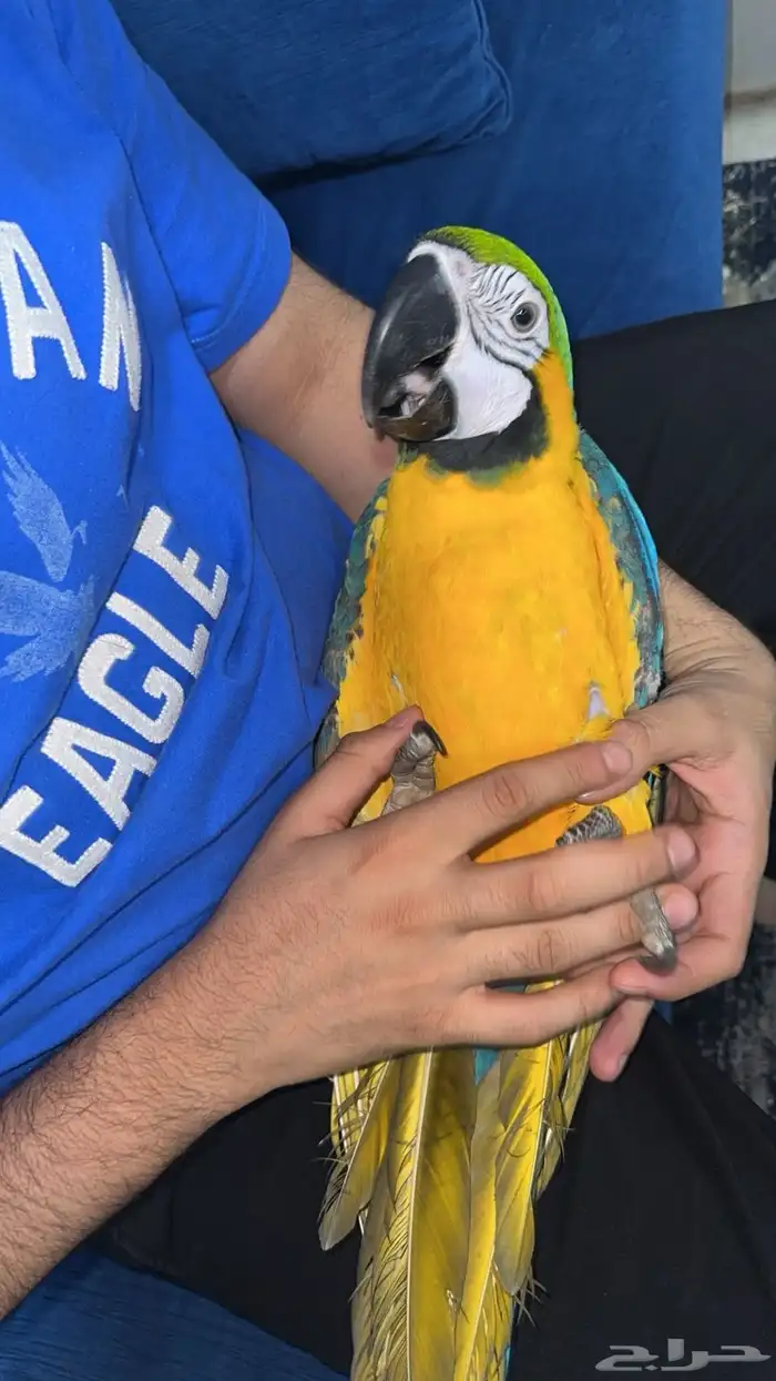 مكاو بلو اليف حمامة لعوب مع الكبير و الصغير 3