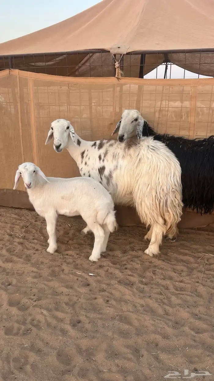 غنم نجد ولد 4