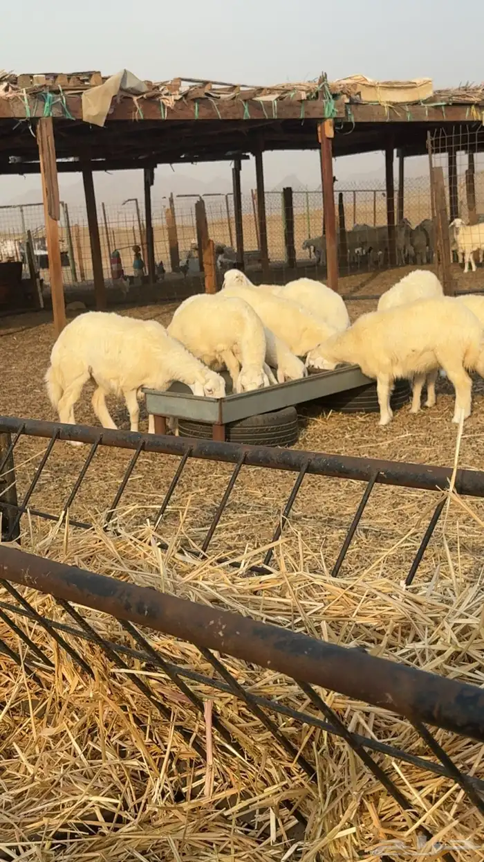 رخال حرية صنف الصنف العرض 2 للاعلان السابق 4