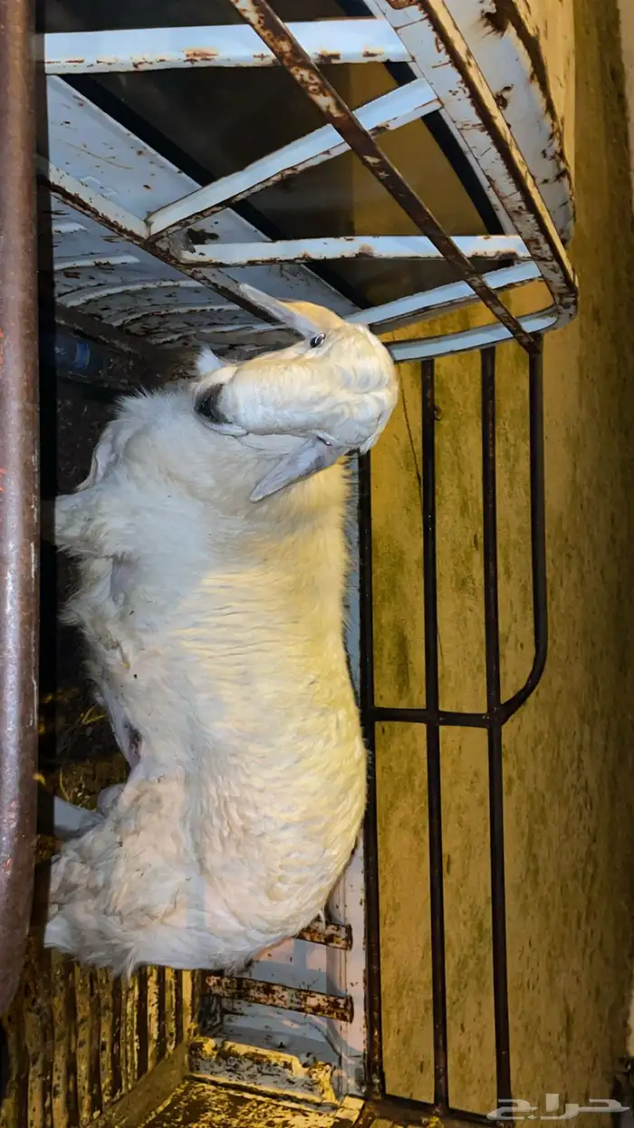 للبيع خروف 3