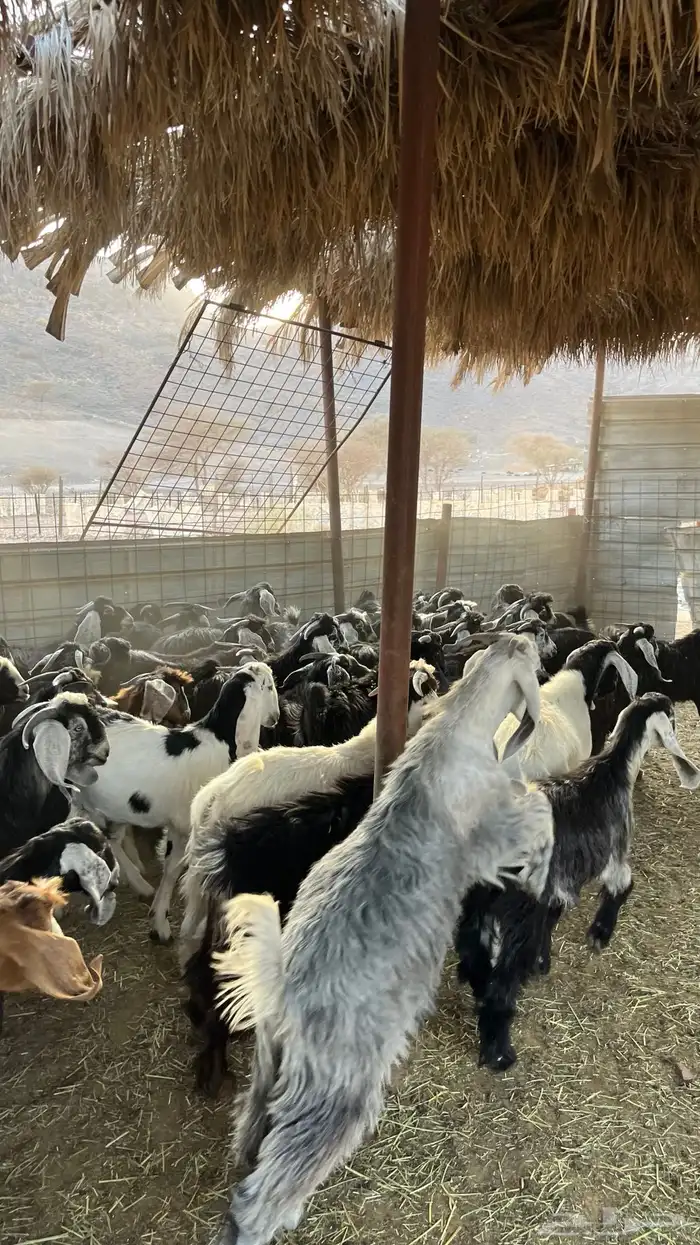 تيوس عوارض جادعان 6