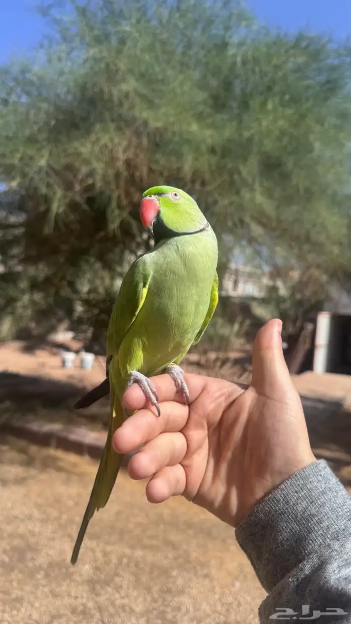 دره ذكر متلكم 2