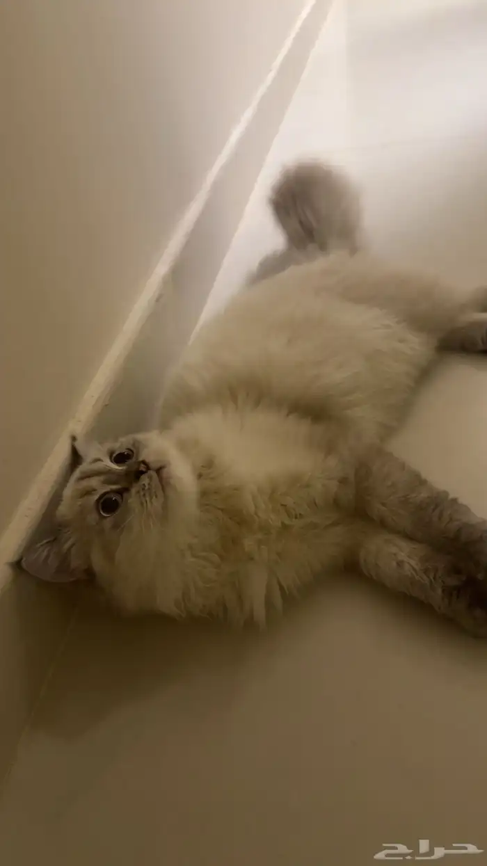 قط للتبني ذكر 1