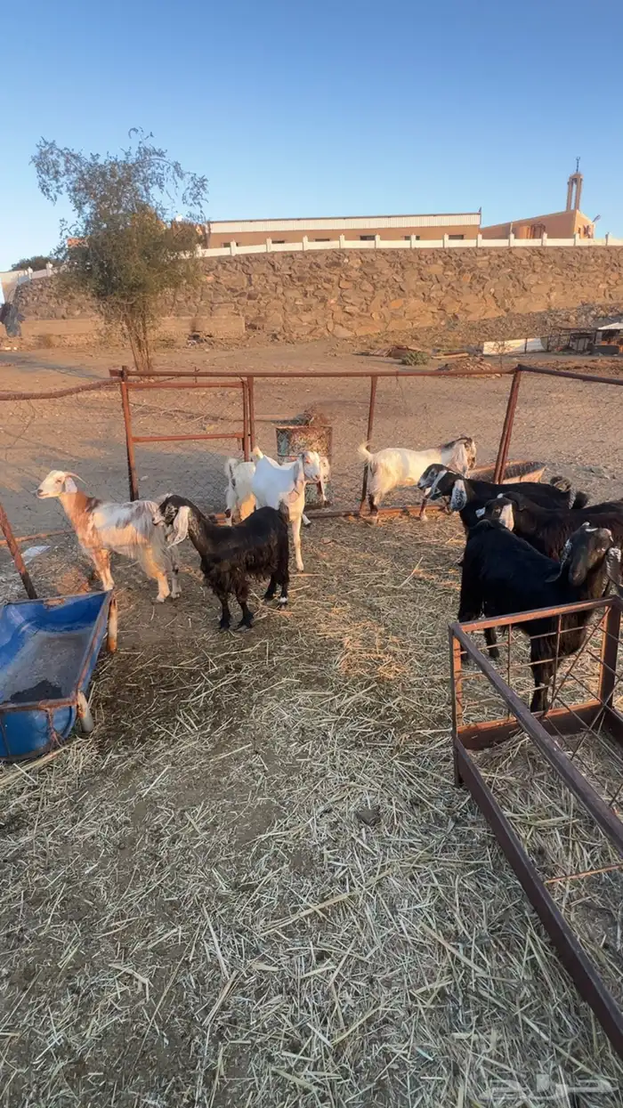 معزا للبيع 5