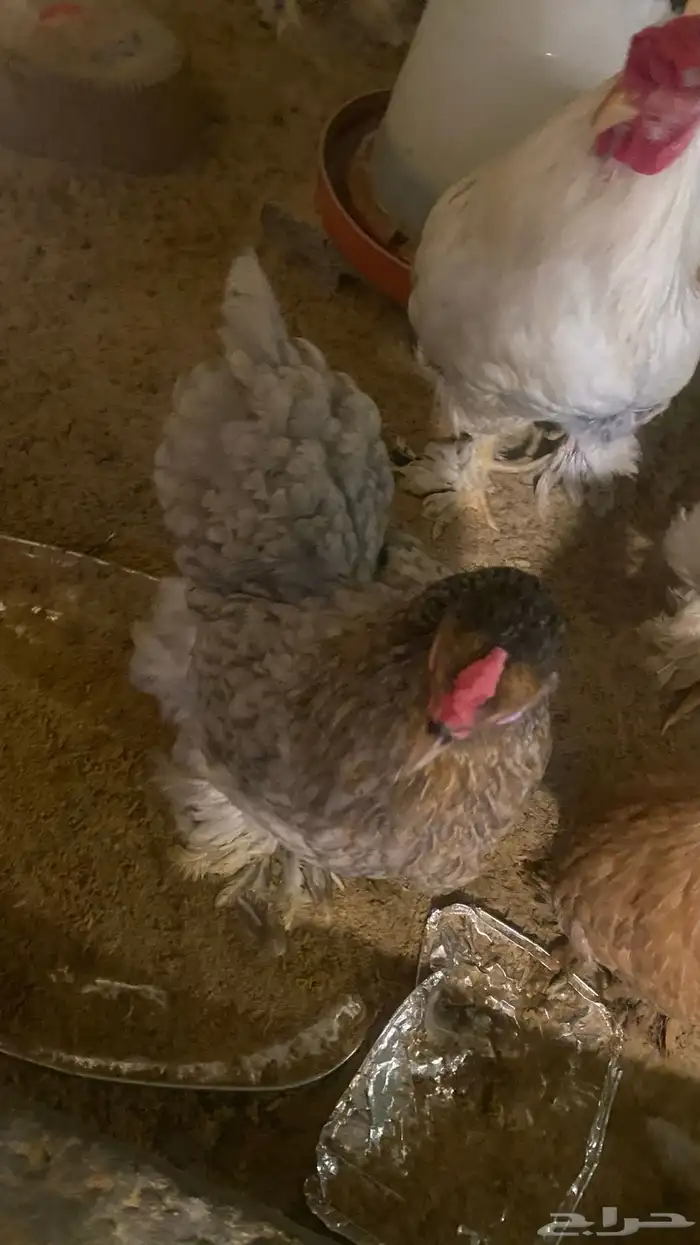 للبيع دجاج امريكي اللي له خاطر يجي 5