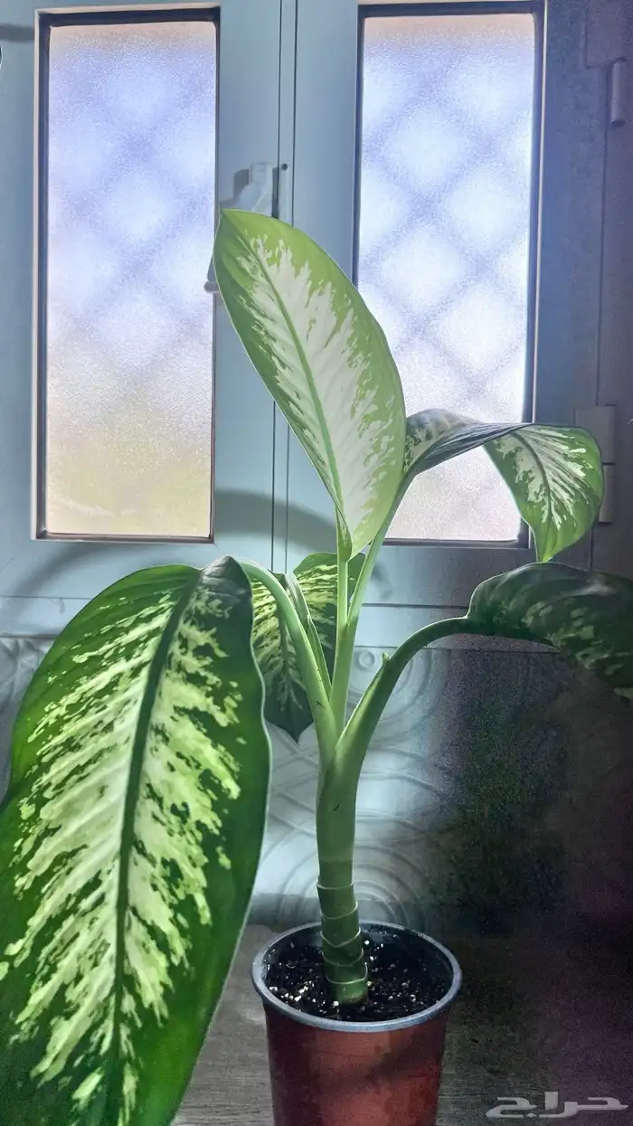 نباتات داخلية للبيع 25