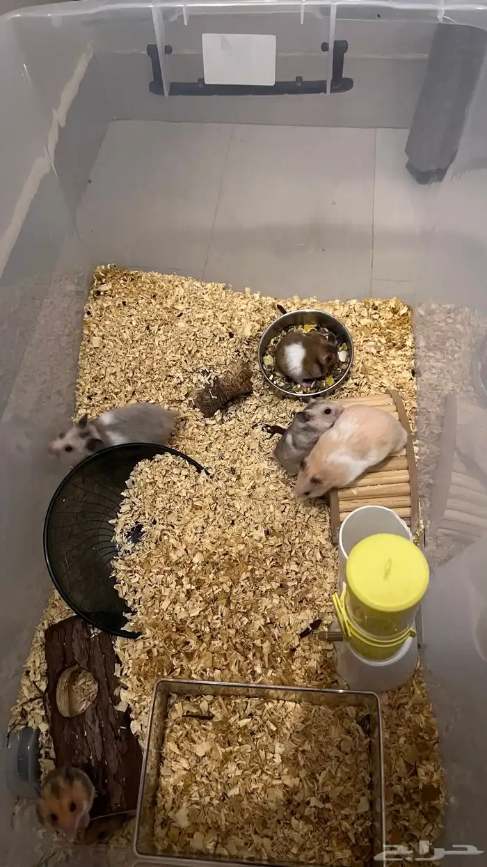 6 هامسترات سورية 2