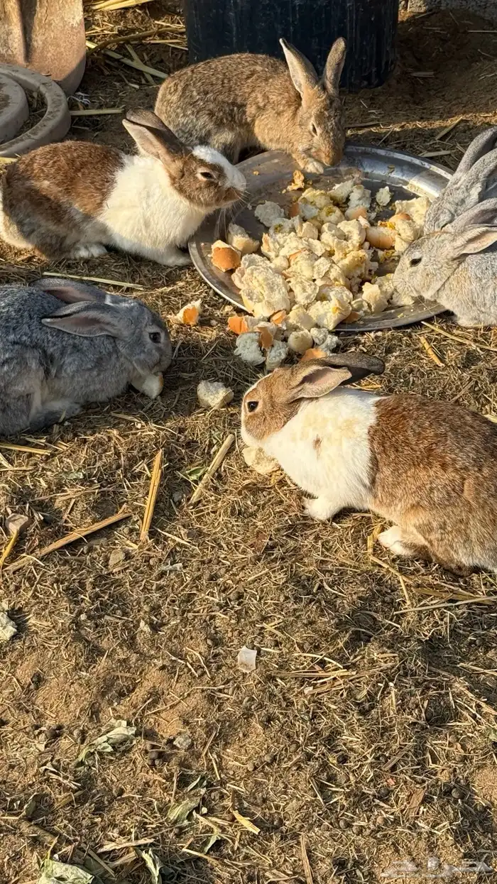 ارانب للبيع 1