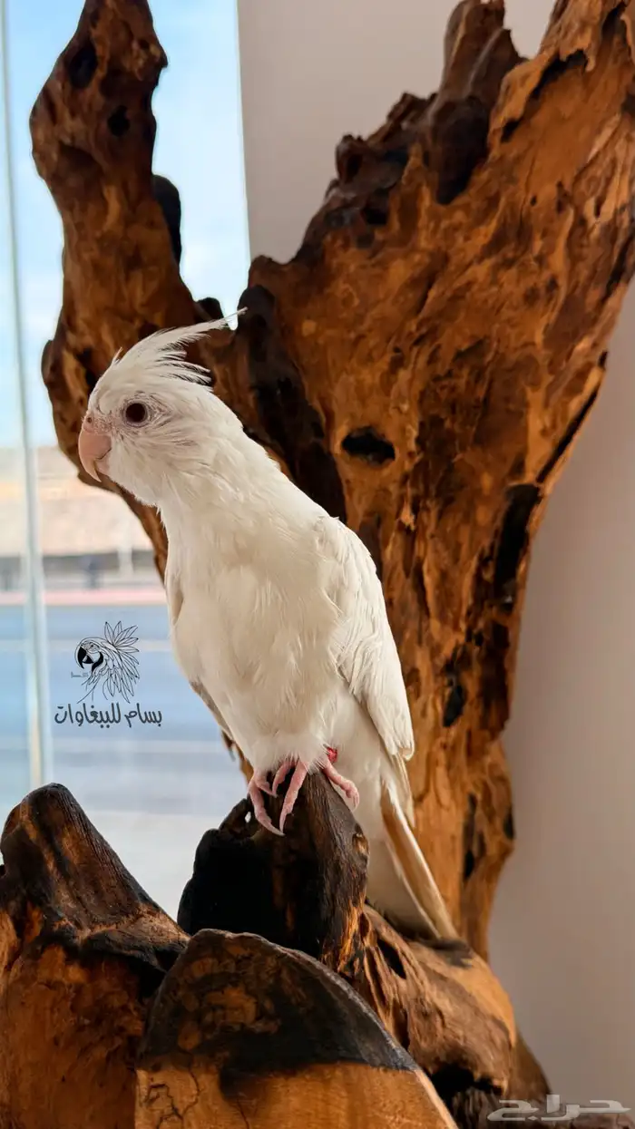 كروان البينو اليف وهدد داخلي ماشاءالله 1