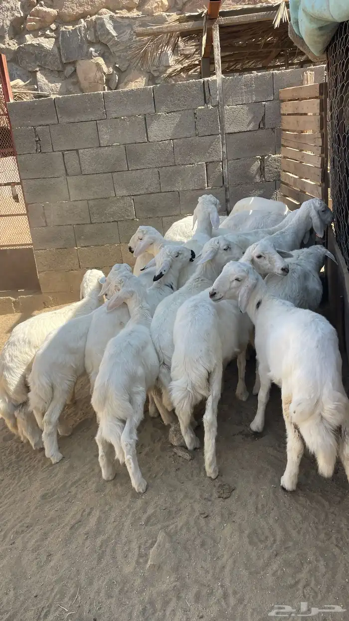 خرفان ورخال 3