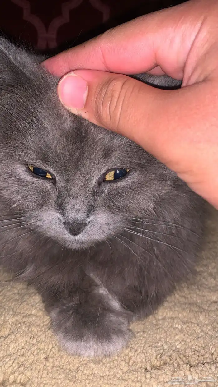 قطوه للبيع أليفه متربيه للتواصل على الرقم 1