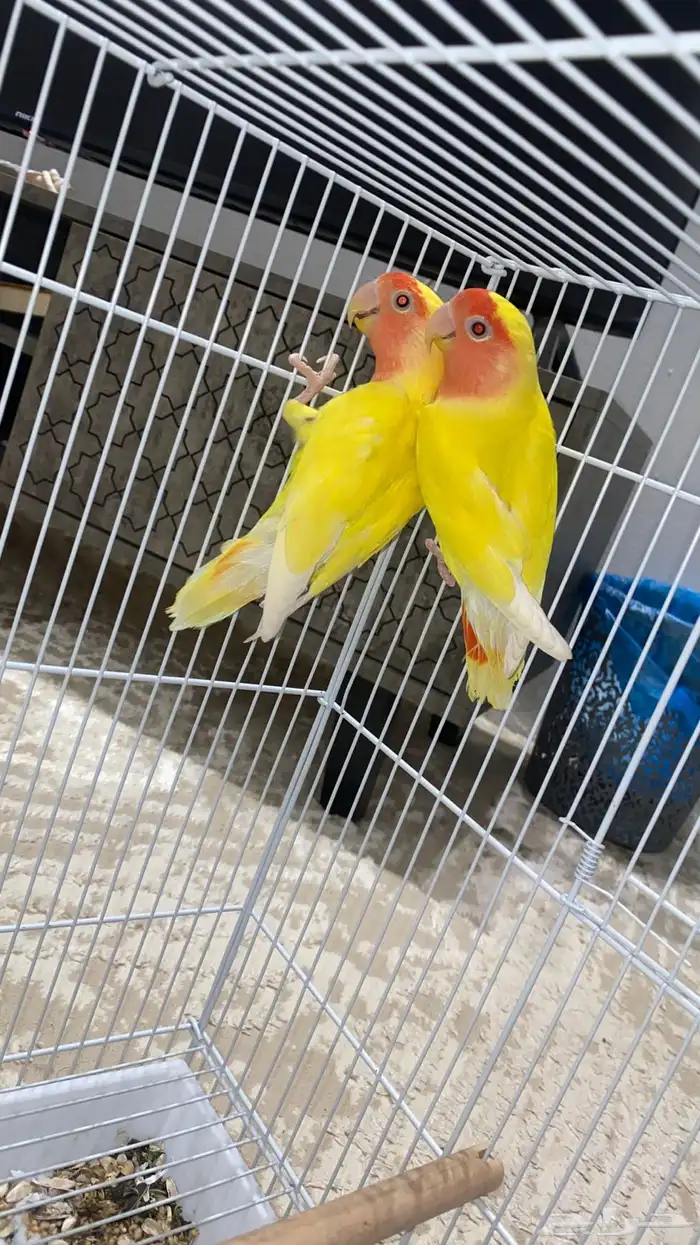 جوز روز منتج 1