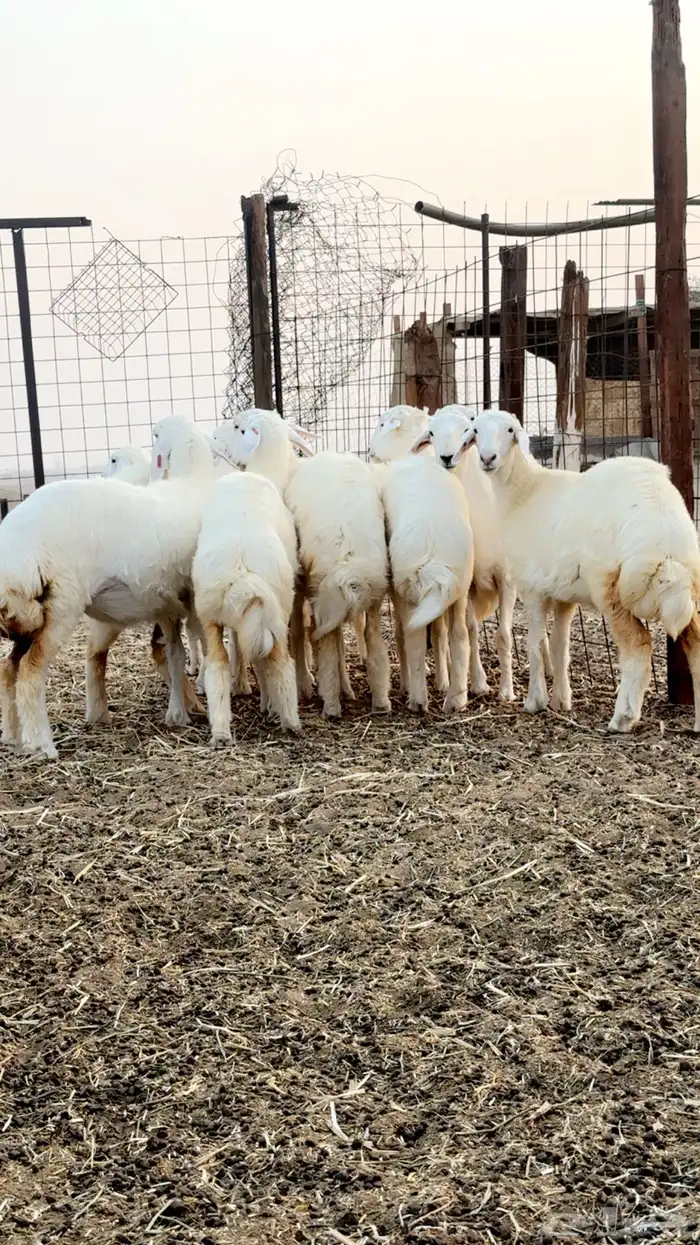 رخال حرية صنف الصنف العرض 2 للاعلان السابق 12