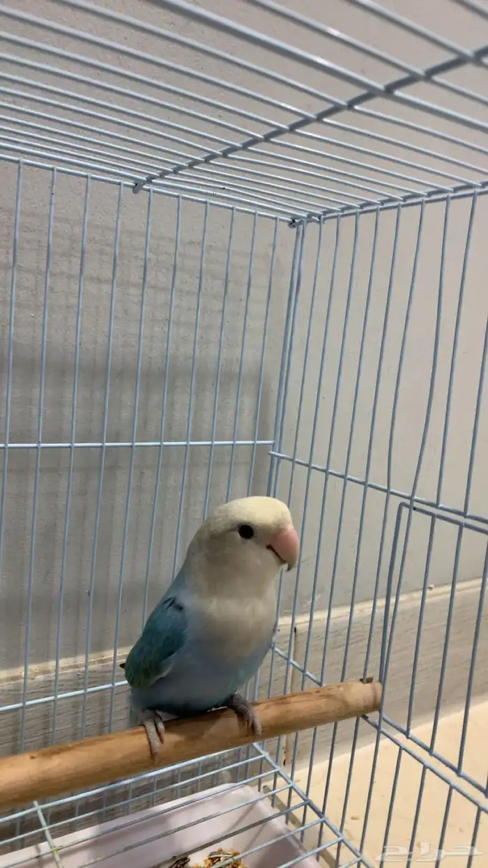 (مباع) روز بلو أنثى سوبر جامبو (جاهزة للإنتاج) 3