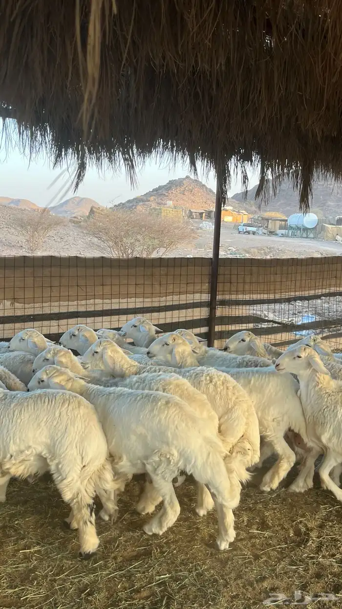 طليان حري ذبائح جادعان 31
