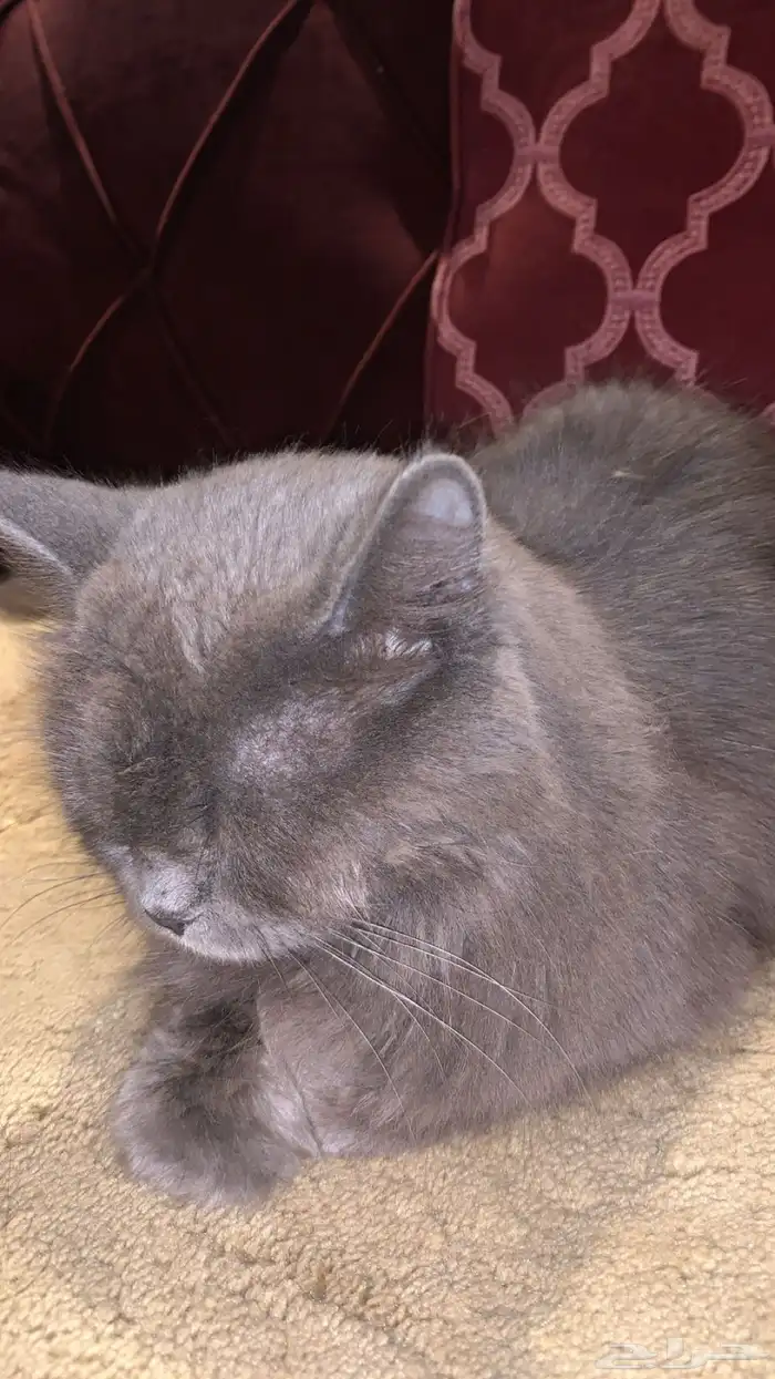 قطوه للبيع أليفه متربيه للتواصل على الرقم 7