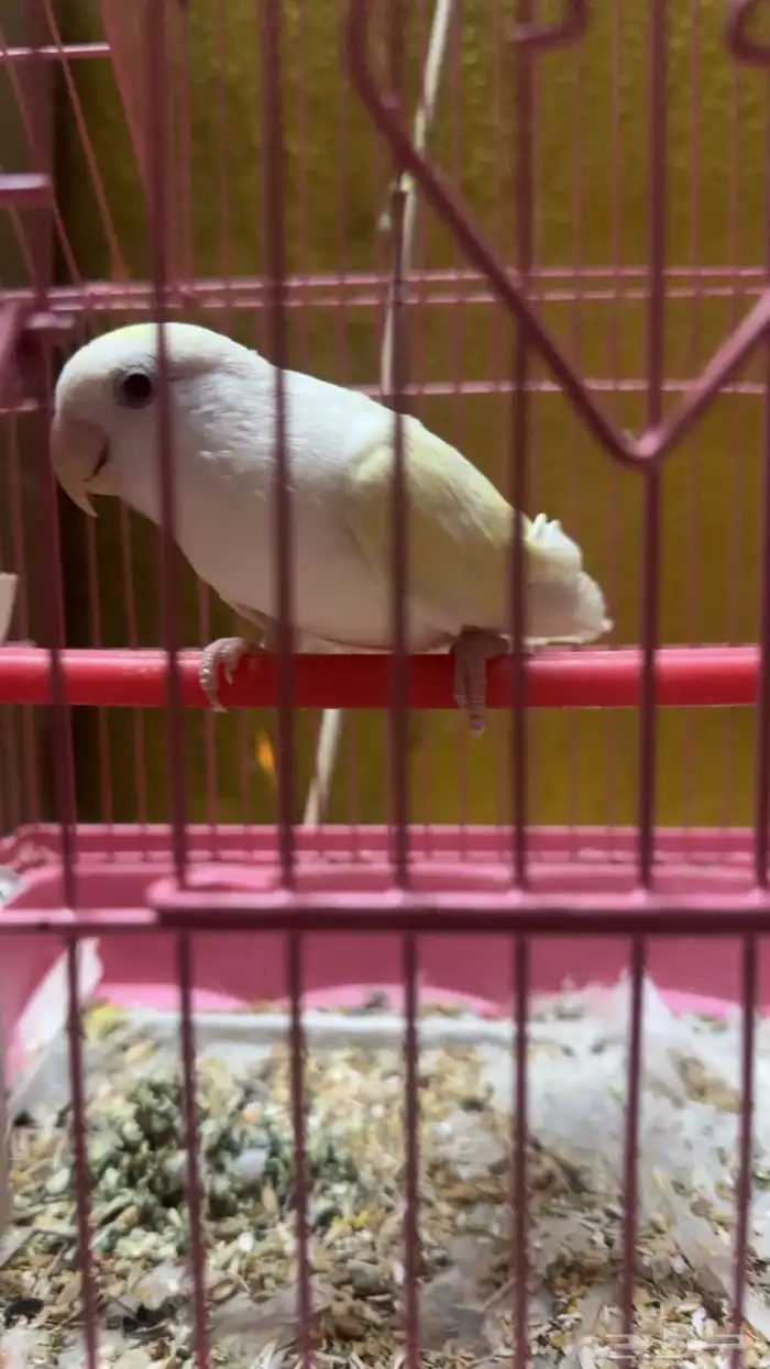 انثى روز منتجه 1