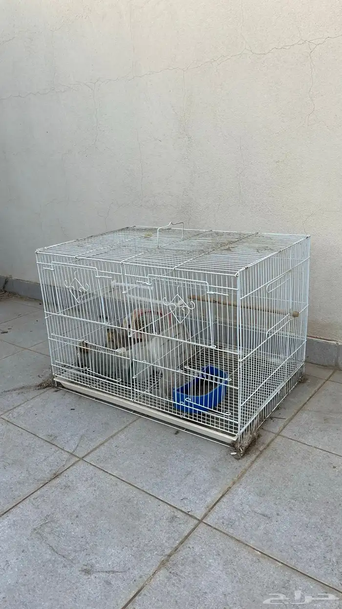 شبك طيور مستخدم بدون كسور 2